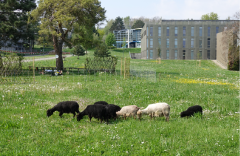 troupeau-de-brebis-moutons.png