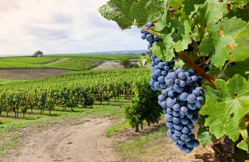 Une journée d'échanges avec la profession viti-vinicole