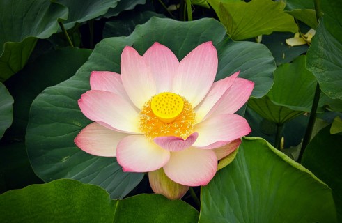 "De l’effet Lotus à l’effet Salvinia : quand les plantes inspirent la science et bousculent notre regard sur les matériaux"