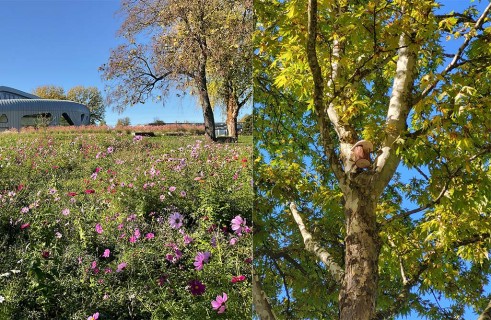 Une nouvelle opération pour favoriser la biodiversité sur les campus