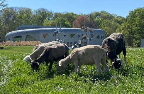 Des moutons à l'Université